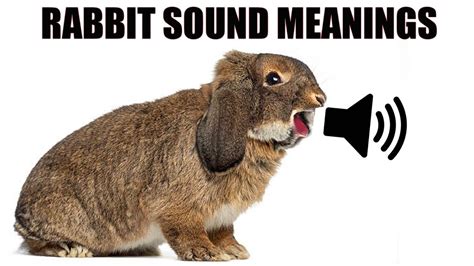 do rabbits react to sounds differently than other animals